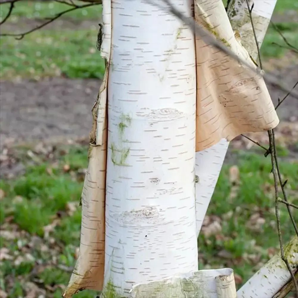 Mesteacan Alb Pur Doorenbos (Betula Utilis), scoarta alba decorativa, exfoliaza in mod atractiv, crestere rapida