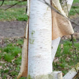 Mesteacan Alb Pur Doorenbos (Betula Utilis), scoarta alba decorativa, exfoliaza in mod atractiv, crestere rapida