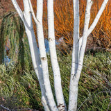 Mesteacan Alb Pur Himalayan Jacquemontii, scoarta alba intensa, decor peisagistic