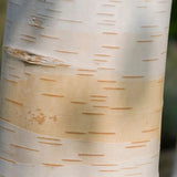Mesteacan Alb Pur Himalayan Jacquemontii, scoarta alba intensa, decor peisagistic