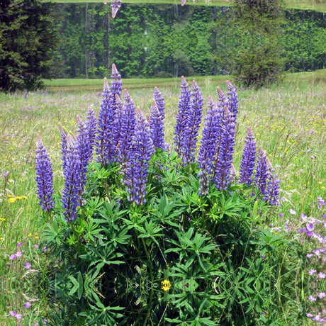 Seminte lupin albastru organic pentru ingrasamant verde RENATURA, Lupinus angustifolius, 0.5 kg pentru 15 m²