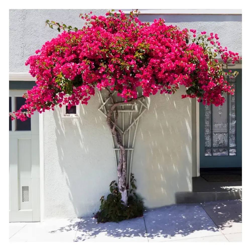 Floarea de Hartie Bougainvillea Dania, cataratoare cu inflorire abundenta si culori rosu-magenta