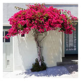 Floarea de Hartie Bougainvillea Dania, cataratoare cu inflorire abundenta si culori rosu-magenta
