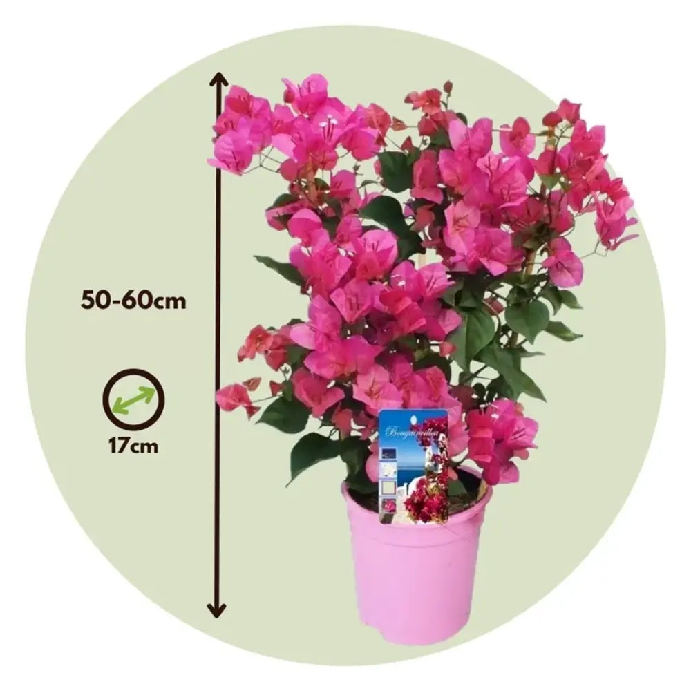 Floarea de Hartie Bougainvillea Dania, cataratoare cu inflorire abundenta si culori rosu-magenta