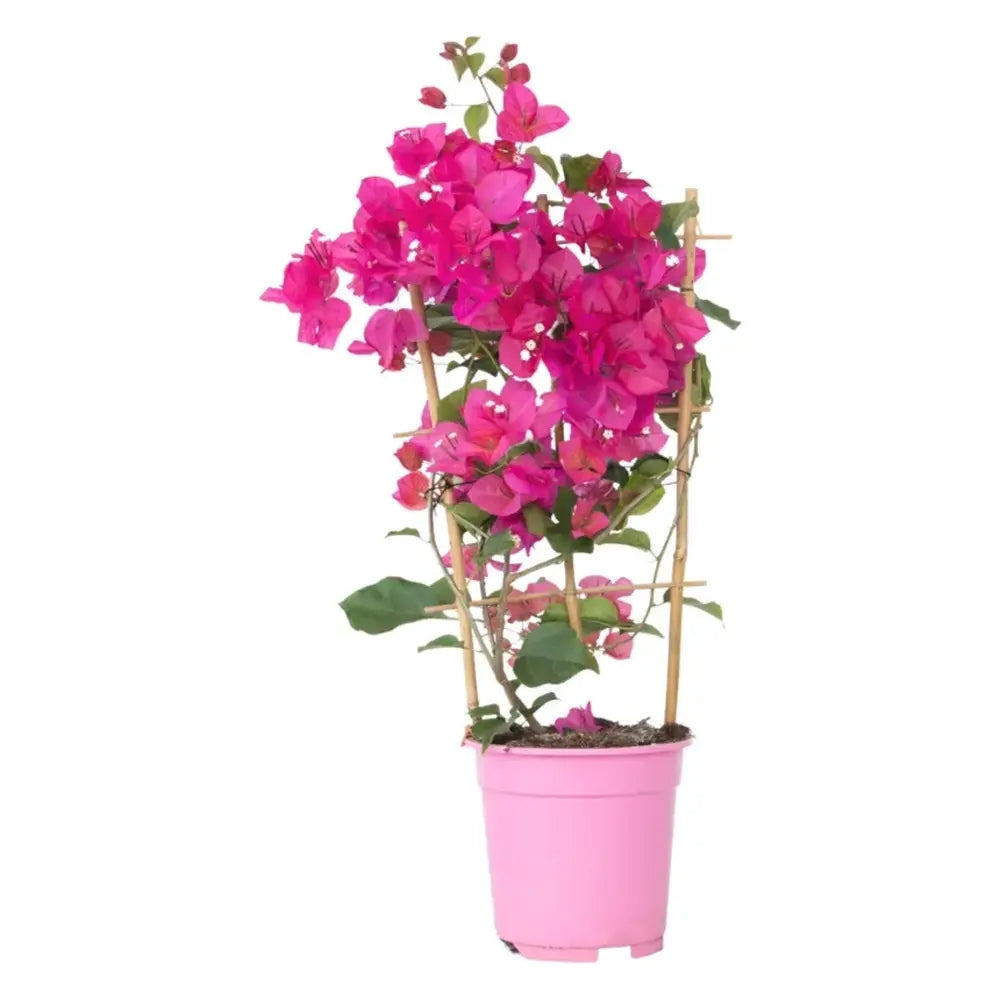 Floarea de Hartie Bougainvillea Dania, cataratoare cu inflorire abundenta si culori rosu-magenta