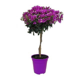 Floare de hartie Bougainvillea Alexandra Copacel, floare decorativa mov-roz, pentru terasa si ghiveci