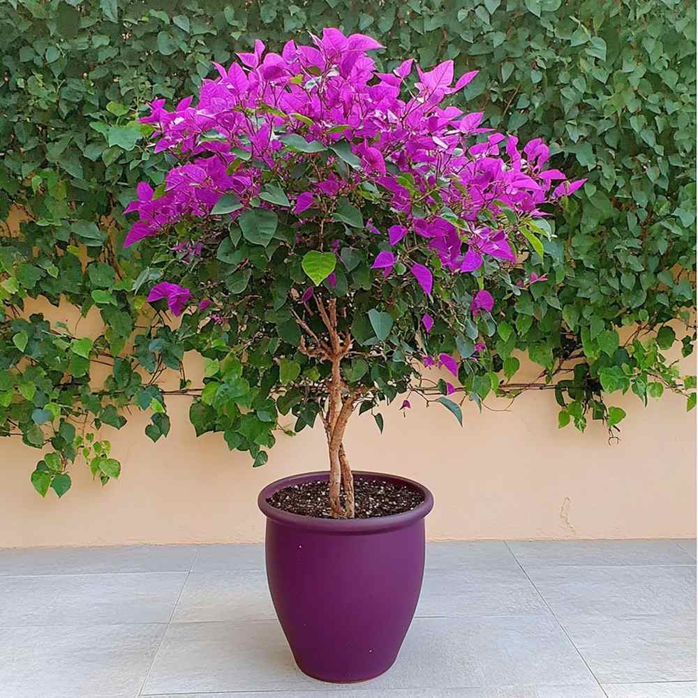 Floare de hartie Bougainvillea Alexandra Copacel, floare decorativa mov-roz, pentru terasa si ghiveci