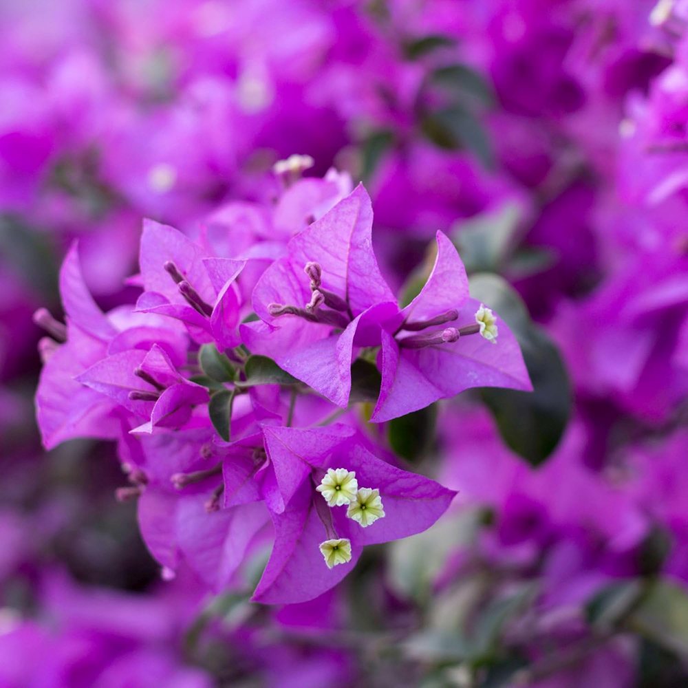 Floare de hartie Bougainvillea Alexandra Copacel, floare decorativa mov-roz, pentru terasa si ghiveci