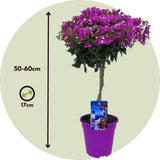 Floare de hartie Bougainvillea Alexandra Copacel, floare decorativa mov-roz, pentru terasa si ghiveci