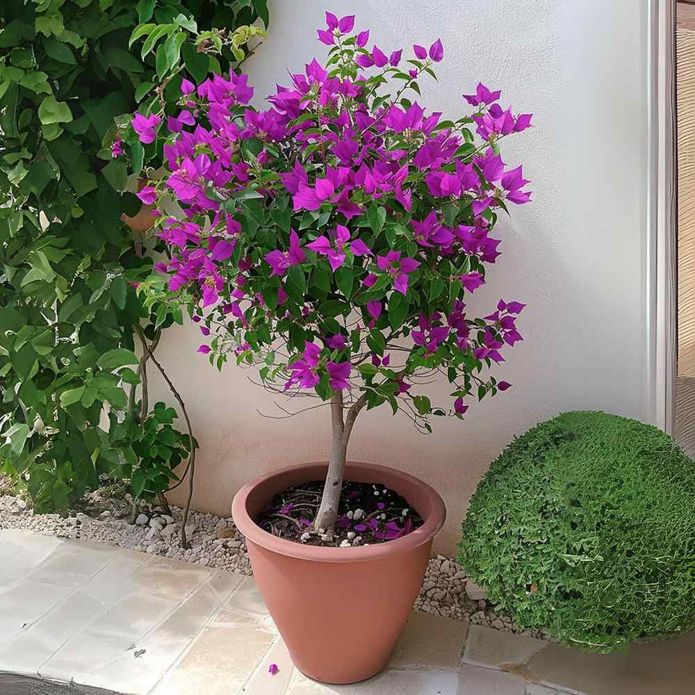Floare de hartie Bougainvillea Alexandra Copacel, floare decorativa mov-roz, pentru terasa si ghiveci