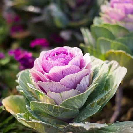 Varza Decorativa Brassica (nuante diferite)