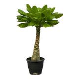 Palmier Hawaiian Brighamia Insignis, 30 cm, planta de interior exotica cu tulpina groasa si lunga si frunze verzi lucioase, decor tropical cu flori galbene, planta rara de colectie