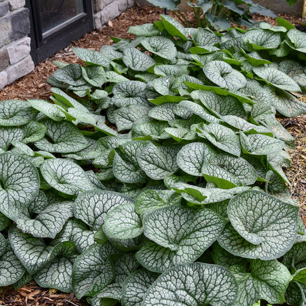 Floare de Nu-Ma-Uita Siberiana Brunnera Jack Frost, flori albastre de primavara, frunze argintii, semiumbra, borduri, ghivece, planta perena pentru gradina
