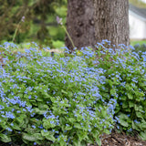 Floare de Nu-Ma-Uita Siberiana Brunnera Jack Frost, flori albastre de primavara, frunze argintii, semiumbra, borduri, ghivece, planta perena pentru gradina