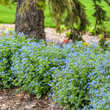 Floare de Nu-Ma-Uita Siberiana Brunnera Jack Frost, flori albastre de primavara, frunze argintii, semiumbra, borduri, ghivece, planta perena pentru gradina