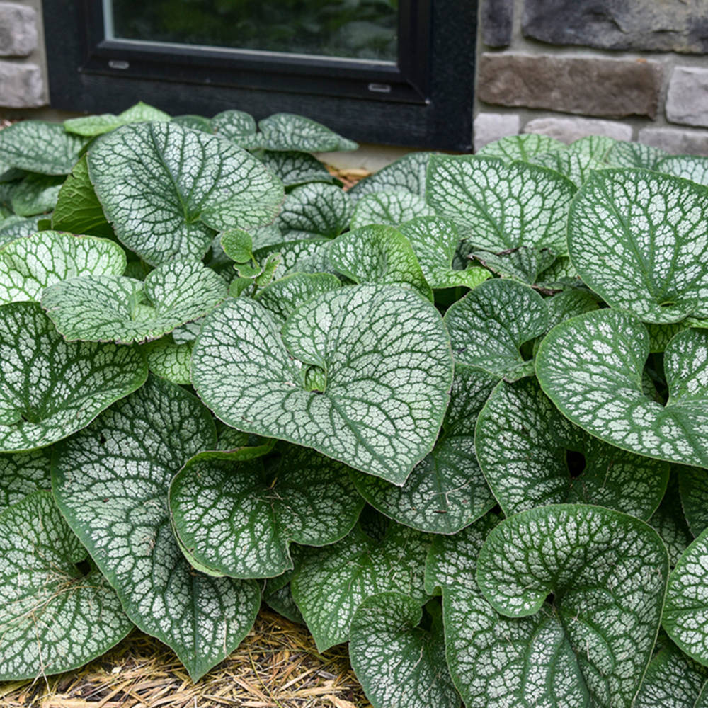 Floare de Nu-Ma-Uita Siberiana Brunnera Jack Frost, flori albastre de primavara, frunze argintii, semiumbra, borduri, ghivece, planta perena pentru gradina