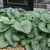 Floare de Nu-Ma-Uita Siberiana Brunnera Jack Frost, flori albastre de primavara, frunze argintii, semiumbra, borduri, ghivece, planta perena pentru gradina