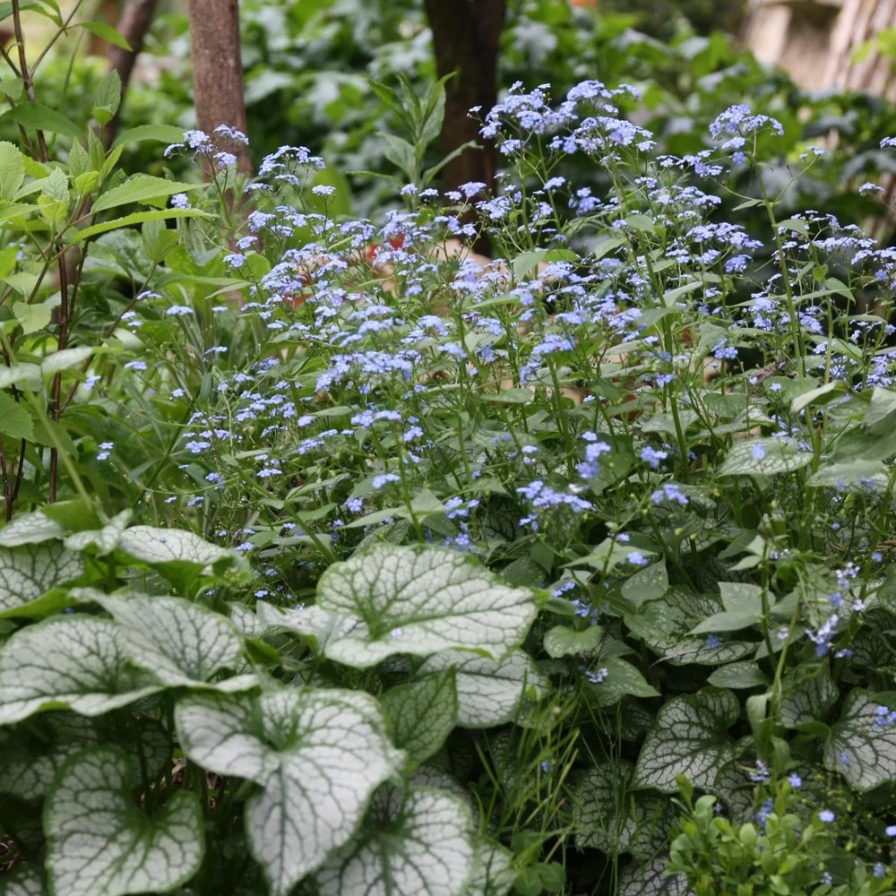 Floare de Nu-Ma-Uita Siberiana Brunnera Jack Frost, flori albastre de primavara, frunze argintii, semiumbra, borduri, ghivece, planta perena pentru gradina
