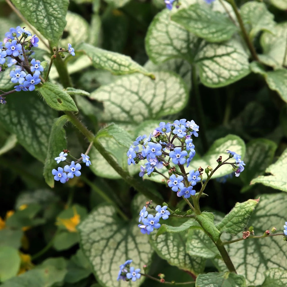 Floare de Nu-Ma-Uita Siberiana Brunnera Jack Frost, flori albastre de primavara, frunze argintii, semiumbra, borduri, ghivece, planta perena pentru gradina
