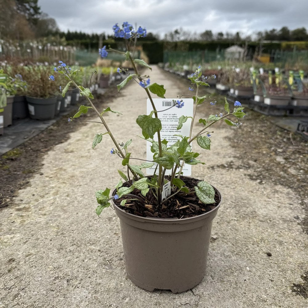 Floare de Nu-Ma-Uita Siberiana Brunnera Jack Frost, flori albastre de primavara, frunze argintii, semiumbra, borduri, ghivece, planta perena pentru gradina