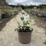 Floare de Nu-Ma-Uita Siberiana Brunnera Jack Frost, flori albastre de primavara, frunze argintii, semiumbra, borduri, ghivece, planta perena pentru gradina