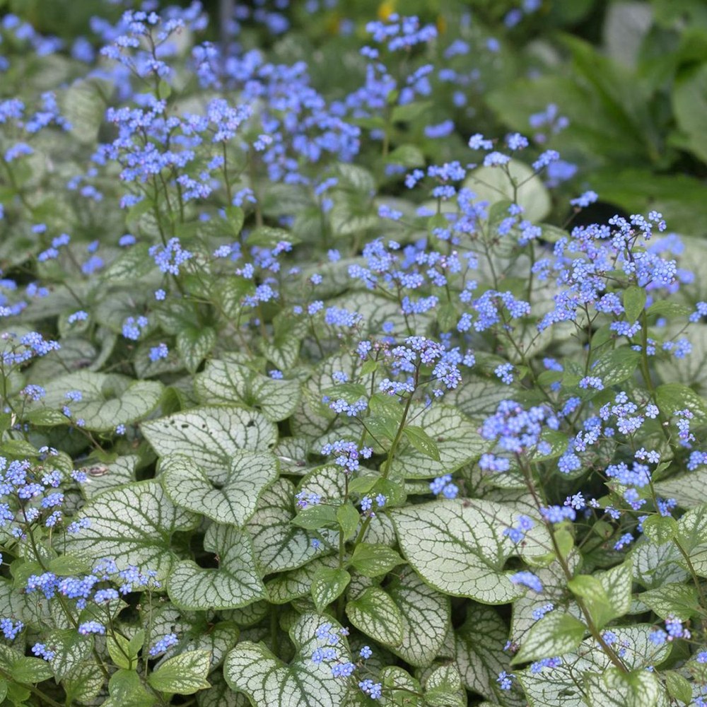 Floare de Nu-Ma-Uita Siberiana Brunnera Jack Frost, flori albastre de primavara, frunze argintii, semiumbra, borduri, ghivece, planta perena pentru gradina