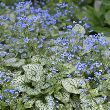 Floare de Nu-Ma-Uita Siberiana Brunnera Jack Frost, flori albastre de primavara, frunze argintii, semiumbra, borduri, ghivece, planta perena pentru gradina