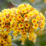 Liliac de Vara auriu-galben Sungold (Buddleja), arbust decorativ cu flori foarte parfumate abundente, culoarea galben-auriu