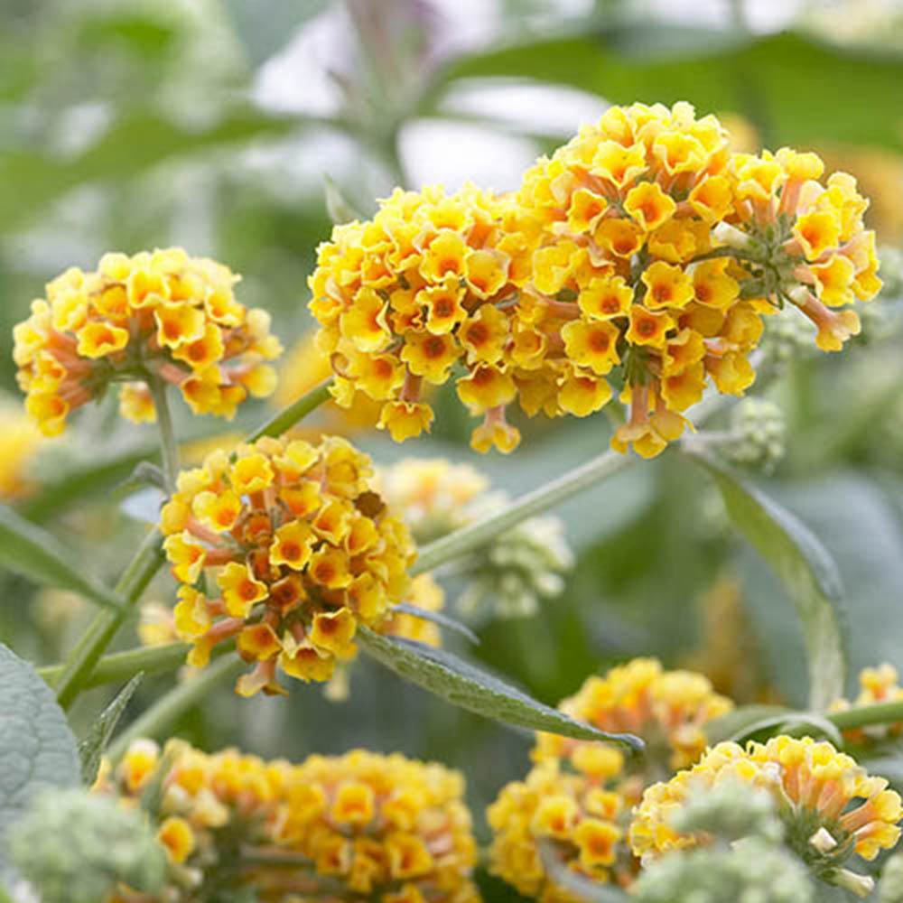 Liliac de Vara auriu-galben Sungold (Buddleja), arbust decorativ cu flori foarte parfumate abundente, culoarea galben-auriu