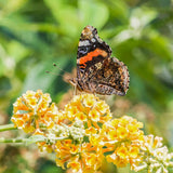 Liliac de Vara auriu-galben Sungold (Buddleja), arbust decorativ cu flori foarte parfumate abundente, culoarea galben-auriu