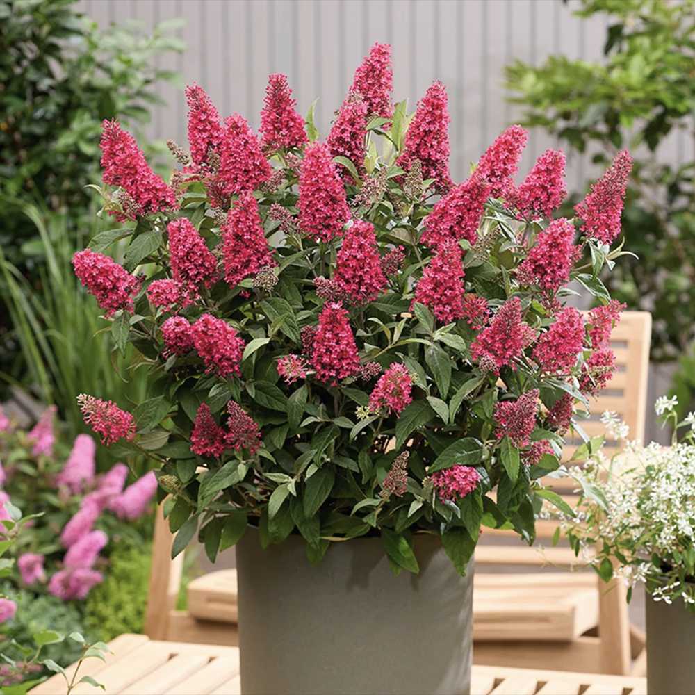 Liliac de Vara Little Bubblegum, flori roz-rosu, compact, parfum placut, inflorire vara