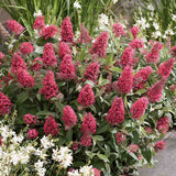 Liliac de Vara Little Bubblegum, flori roz-rosu, compact, parfum placut, inflorire vara