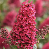 Liliac de Vara Little Bubblegum, flori roz-rosu, compact, parfum placut, inflorire vara