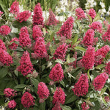 Liliac de Vara Little Bubblegum, flori roz-rosu, compact, parfum placut, inflorire vara