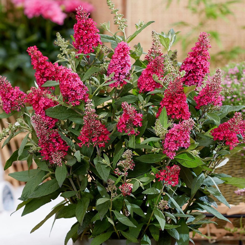 Liliac de vara Pitic Butterfly rosu Candy Little Ruby, flori rubiniu-rosiatice, compact, atrage fluturi