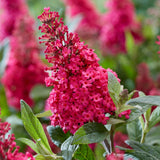 Liliac de vara Pitic Butterfly rosu Candy Little Ruby, flori rubiniu-rosiatice, compact, atrage fluturi