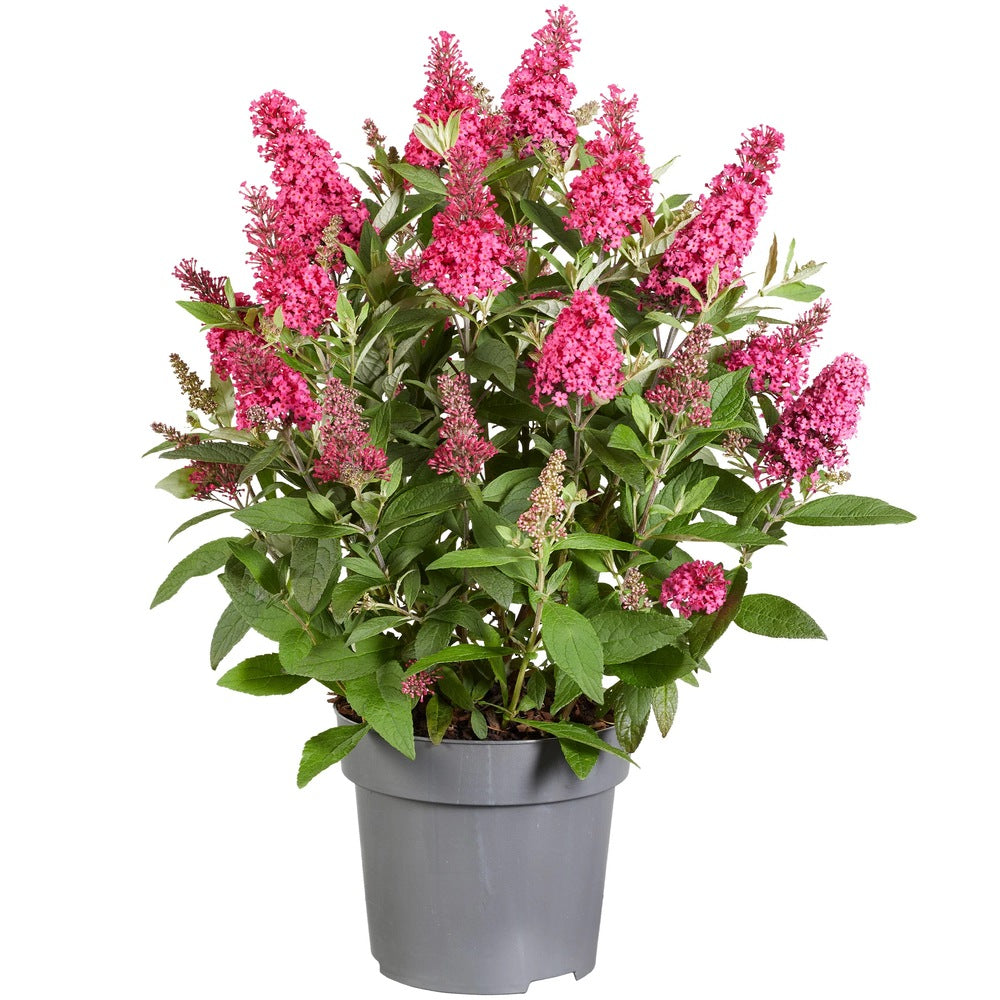 Liliac de vara Pitic Butterfly rosu Candy Little Ruby, flori rubiniu-rosiatice, compact, atrage fluturi