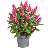 Liliac de vara Pitic Butterfly rosu Candy Little Ruby, flori rubiniu-rosiatice, compact, atrage fluturi