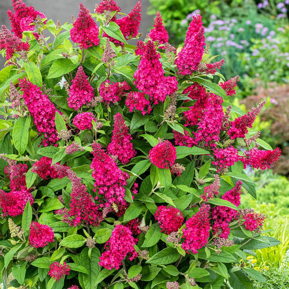 Liliac de vara Pitic Butterfly rosu Candy Little Ruby, flori rubiniu-rosiatice, compact, atrage fluturi