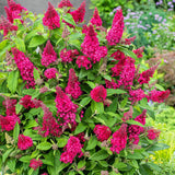 Liliac de vara Pitic Butterfly rosu Candy Little Ruby, flori rubiniu-rosiatice, compact, atrage fluturi