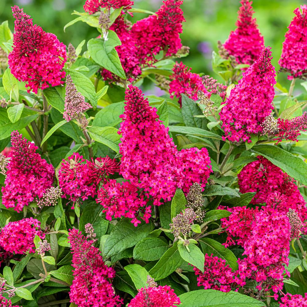 Liliac de vara Pitic Butterfly rosu Candy Little Ruby, flori rubiniu-rosiatice, compact, atrage fluturi