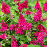Liliac de vara Pitic Butterfly rosu Candy Little Ruby, flori rubiniu-rosiatice, compact, atrage fluturi