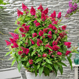 Liliac de vara Pitic Butterfly rosu Candy Little Ruby, flori rubiniu-rosiatice, compact, atrage fluturi