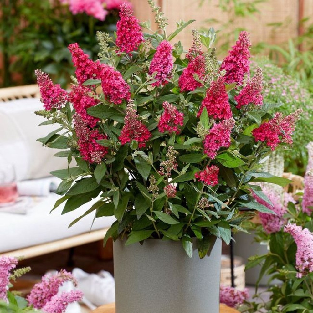 Liliac de vara Pitic Butterfly rosu Candy Little Ruby, flori rubiniu-rosiatice, compact, atrage fluturi