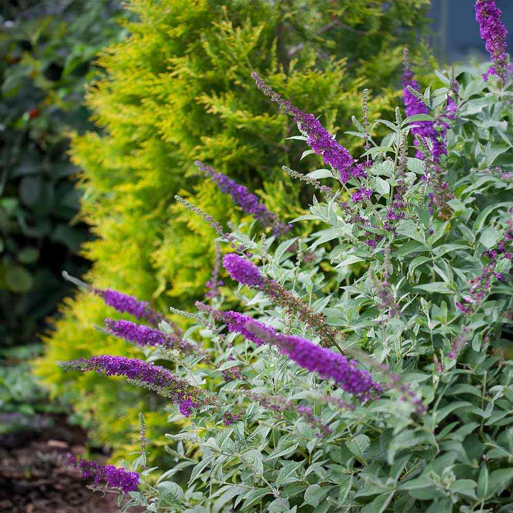 Liliac de Vara (Buddleja) Miss Violet, flori violet intens, parfum placut, inflorire vara
