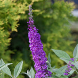 Liliac de Vara (Buddleja) Miss Violet, flori violet intens, parfum placut, inflorire vara