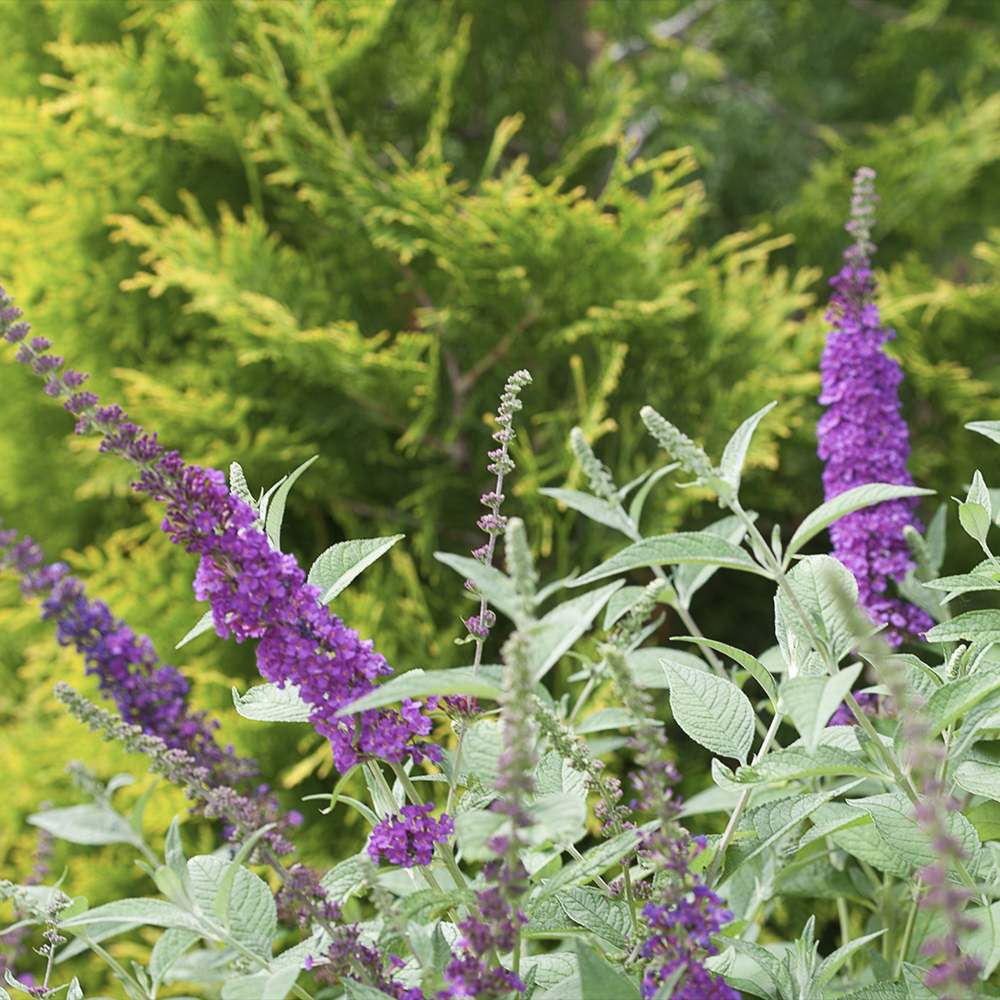 Liliac de Vara (Buddleja) Miss Violet, flori violet intens, parfum placut, inflorire vara