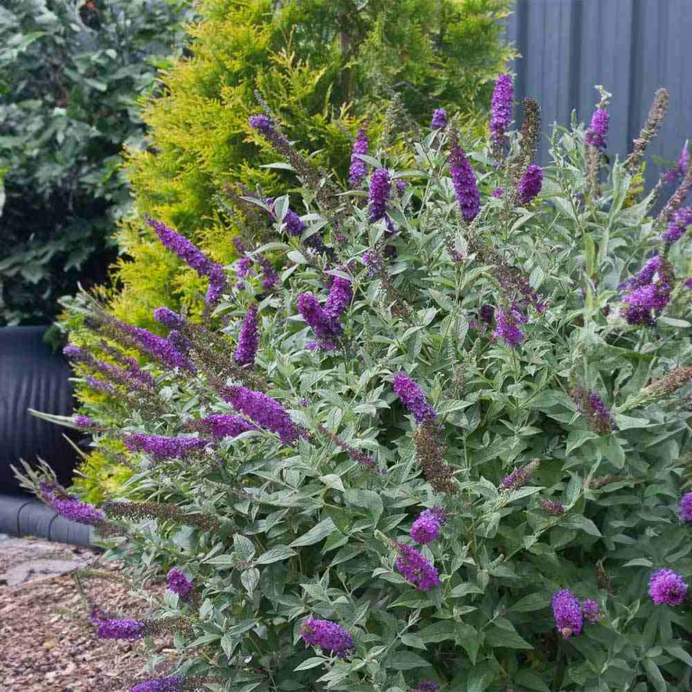 Liliac de Vara (Buddleja) Miss Violet, flori violet intens, parfum placut, inflorire vara