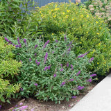 Liliac de Vara (Buddleja) Miss Violet, flori violet intens, parfum placut, inflorire vara