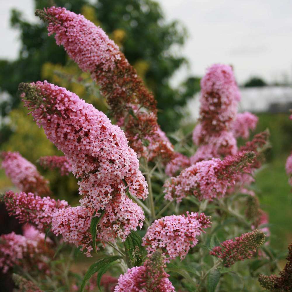 Liliacul de Vara Pink Panther (Buddleja), arbust decorativ cu flori roz parfumate, atrage fluturi, crestere rapida, port bogat